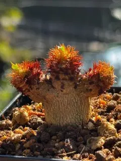 実生 ユーフォルビア ラメナ 塊根植物 コーデックス 多肉植物 - メルカリ