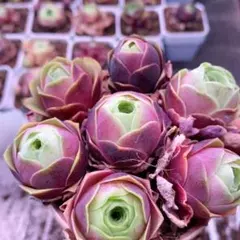 2025年最新】他サイトでも出品しております。の人気アイテム - メルカリ