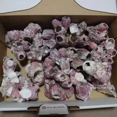 天然貝殻 水槽用レイアウト　フジツボ　ピンクフジツボ