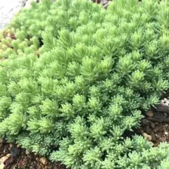 ソテツ屋さん様 リクエスト 2点 まとめ商品