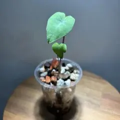 Tsht_105様 リクエスト 3点 まとめ商品