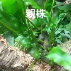 2026年最新】レカノプテリス バルゴイの人気アイテム - メルカリ