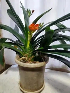 君子蘭 獅子葉「獅子君子」 「龍髭巻き君子蘭」中木 1本立 レア種　希少 君子蘭 獅子葉「獅子君子」 「龍髭巻き君子蘭」中木 1本立 レア種 希少