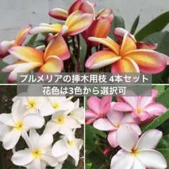 2026年最新】プルメリア 挿し木の人気アイテム - メルカリ