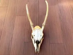 2025年最新】鹿 角 トロフィーの人気アイテム - メルカリ