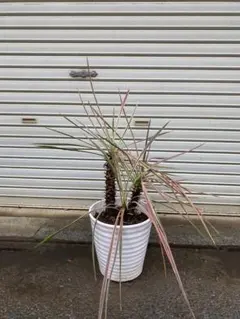 アロイフォリア　斑入り　センジュラン　曲がり幹　大株　引き取り限定 アロイフォリア 斑入り センジュラン 曲がり幹 大株 引き取り限定