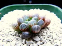 3834 スターサファイア パープル系多肉植物 ハオルチア アロエのサムネイル