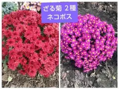 ざる菊 菊苗 冬至芽 大型ざる菊濃いピンク５苗　赤 ５苗のサムネイル