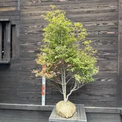 超絶品。山採りモチツツジ2.8M(鉢底から) 逸品。山採りモチツツジ1.8M(鉢底から) - メルカリ