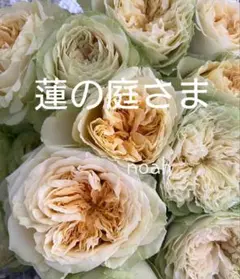N*.様 バラ苗 和バラ ペリアン 正規品 蕾つき - メルカリ