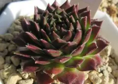 2026年最新】センペルビウムの人気アイテム - メルカリ