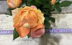 VIP ROSE 薔薇苗 バラ苗 押し木苗 V!c G00dness - メルカリ