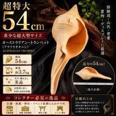 2026年最新】アラフラオオニシの人気アイテム - メルカリ