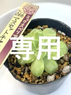 専用！　大きめ！　ミックスベリア　マスカットキャンディ　抜き苗　第4種発送 専用！ 大きめ！ ミックスベリア マスカットキャンディ 抜き苗