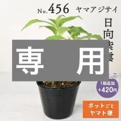 ポットごとヤマト便456】ヤマアジサイ 1年生苗 日向紫雲 | Mercari