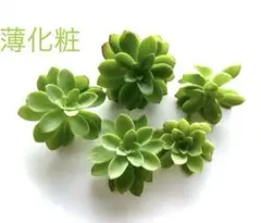 多肉植物【トリカラー】セダム ポットごと or 抜き苗 6㎝ポット - メルカリ