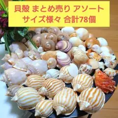 貝殻 まとめ売り アソート 78個セット