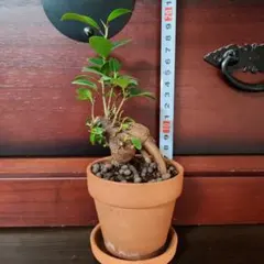 ルル様 リクエスト 4点 まとめ商品