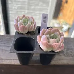 おぐマム様 リクエスト 2点 まとめ商品