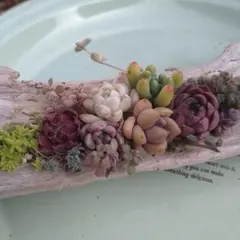 2026年最新】多肉 そのまま飾れる寄せ植えの人気アイテム - メルカリ