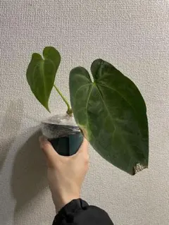 2025年最新】anthurium papillilaminumの人気アイテム - メルカリ