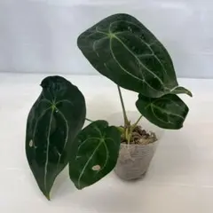 Anthurium Equator Redbone✖️RC(purple） - メルカリ