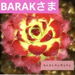 BARAK様 リクエスト 4点 まとめ商品