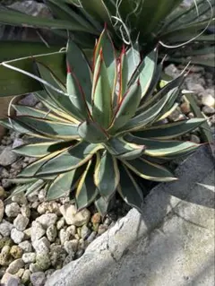 2025年最新】アガベ バーントバーガンディ錦の人気アイテム