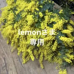 訳あり銀葉アカシア　2箱分　lemonさま専用