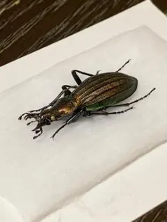 オサムシ標本 ロシア産ホソクビナガオサムシ♀ - メルカリ