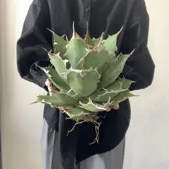 2025年最新】アガベ イラン株の人気アイテム - メルカリ