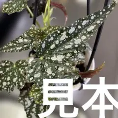 Begonia ベゴニア クアドリアラータ ニンバエンシス❣️原種ベゴニア