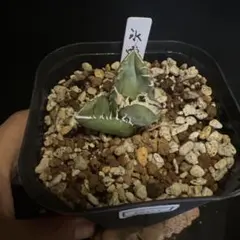 2026年最新】冰雹 アガベの人気アイテム - メルカリ