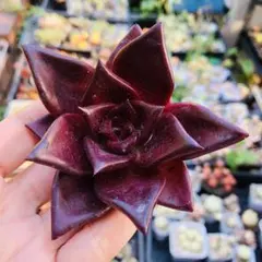 m1208新入荷 ブラックチョコレート エケベリア 多肉植物 撮影5月22