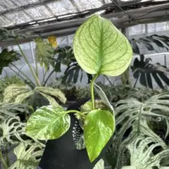 希少】Peperomia argyreia Neon variegated - メルカリ