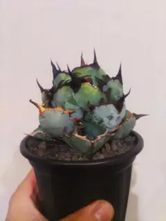 2025年最新】アガベ 大株の人気アイテム - メルカリ