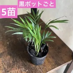 ⑥苗負担軽減のため❣️黒ポットごと発送❣️テーブルヤシ チャメドレアエレガンス 4苗