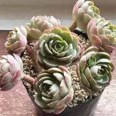 gwamtj-Hachi様専用