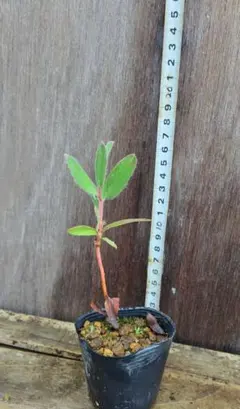 プロテア　エキシミア苗のサムネイル