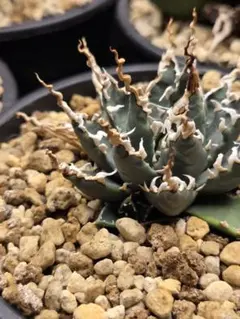植物好き！さん購入用のサムネイル