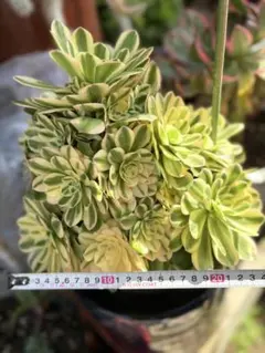 P1106 チワワニシキ 18株 抜き苗 多肉植物 アエオニウム エケベリア