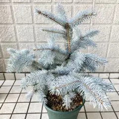 超高級特大2m10㎝プンゲンストウヒ苗木クリスマスツリー　シンボルツリー 超高級特大2m10㎝プンゲンストウヒ苗木クリスマスツリー シンボル