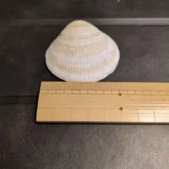 自然の貝殻 約5cm