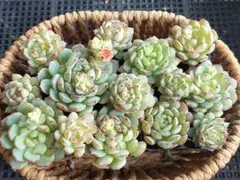 【まとめ割可Sale】リトルレッドボート④★カット苗★エケベリア多肉植物寄せ植え