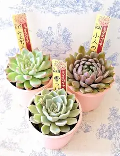 2026年最新】ミックスベリアの人気アイテム - メルカリ