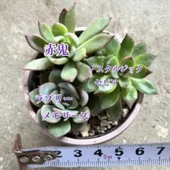 2026年最新】ミックスベリア 葉挿しの人気アイテム - メルカリ