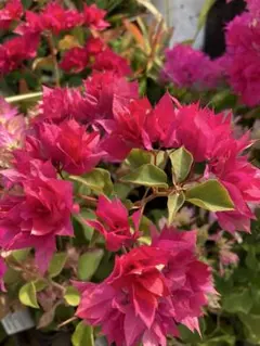 ブーゲンビリア ピンク No922約100㎝ らくらくメルカリ便発送‼️ ブーゲンビリア ピンク No922約100㎝ らくらくメルカリ便発送