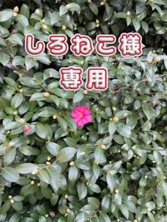 しろねこ様　専用お取引