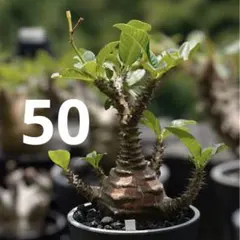 新鮮7月自家採種 パキポディウム ウィンゾリー 種子 35粒 新鮮7月自家採種 パキポディウム ウィンゾリー 種子 35粒