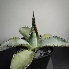 2298【鉢のまま発送】 アガベ チタノタ ライオンズメーン 獅毛のサムネイル